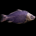 Data_carp