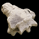Data_spathorhynchus