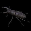 Data_stag_beetle